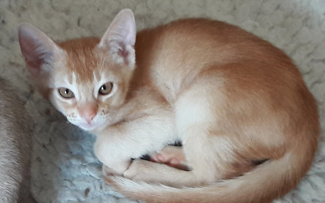 Kittens available - ` HIGHLIGHT ABYSSINIANS